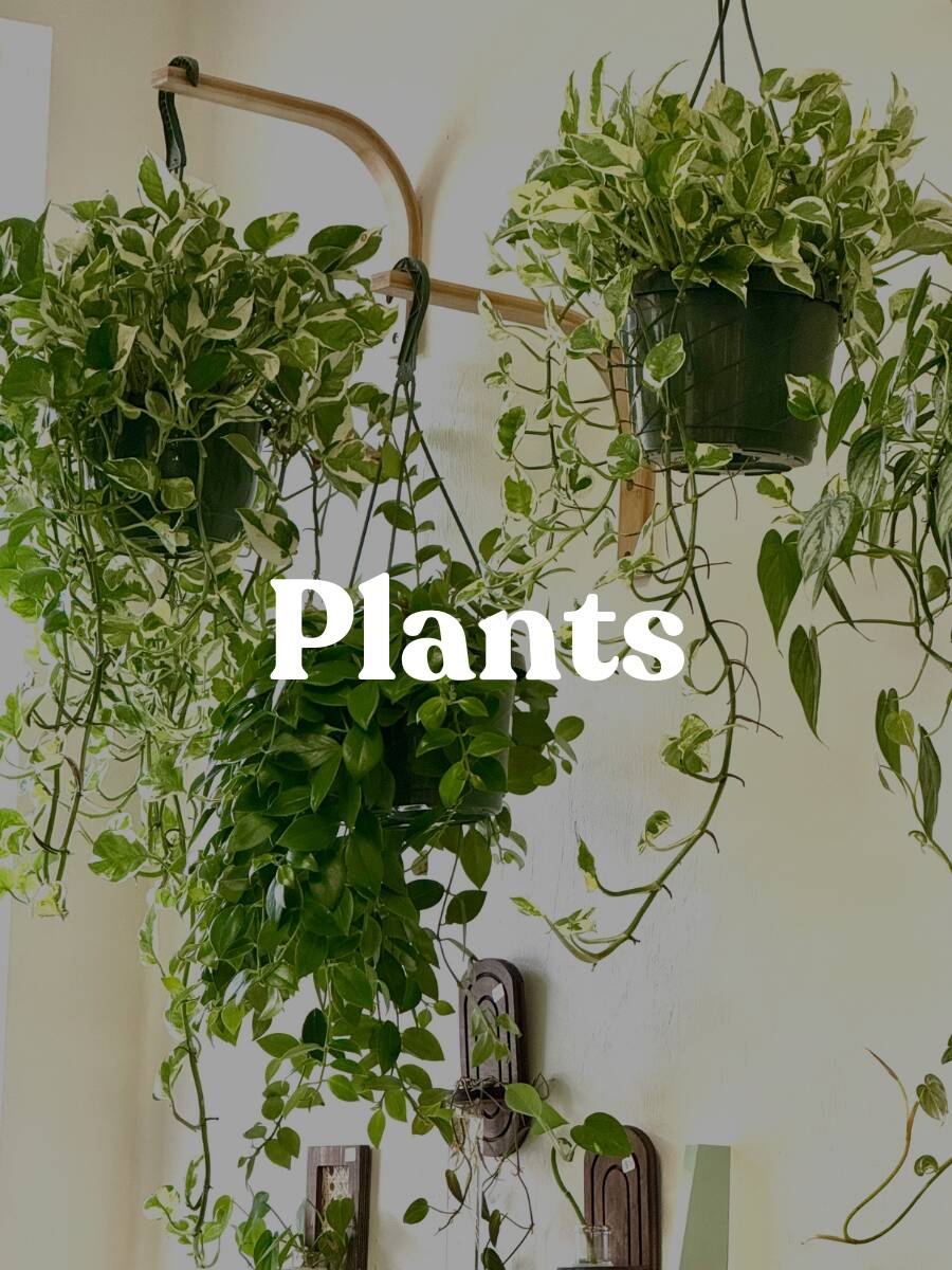 Home | Roots Plant Studio